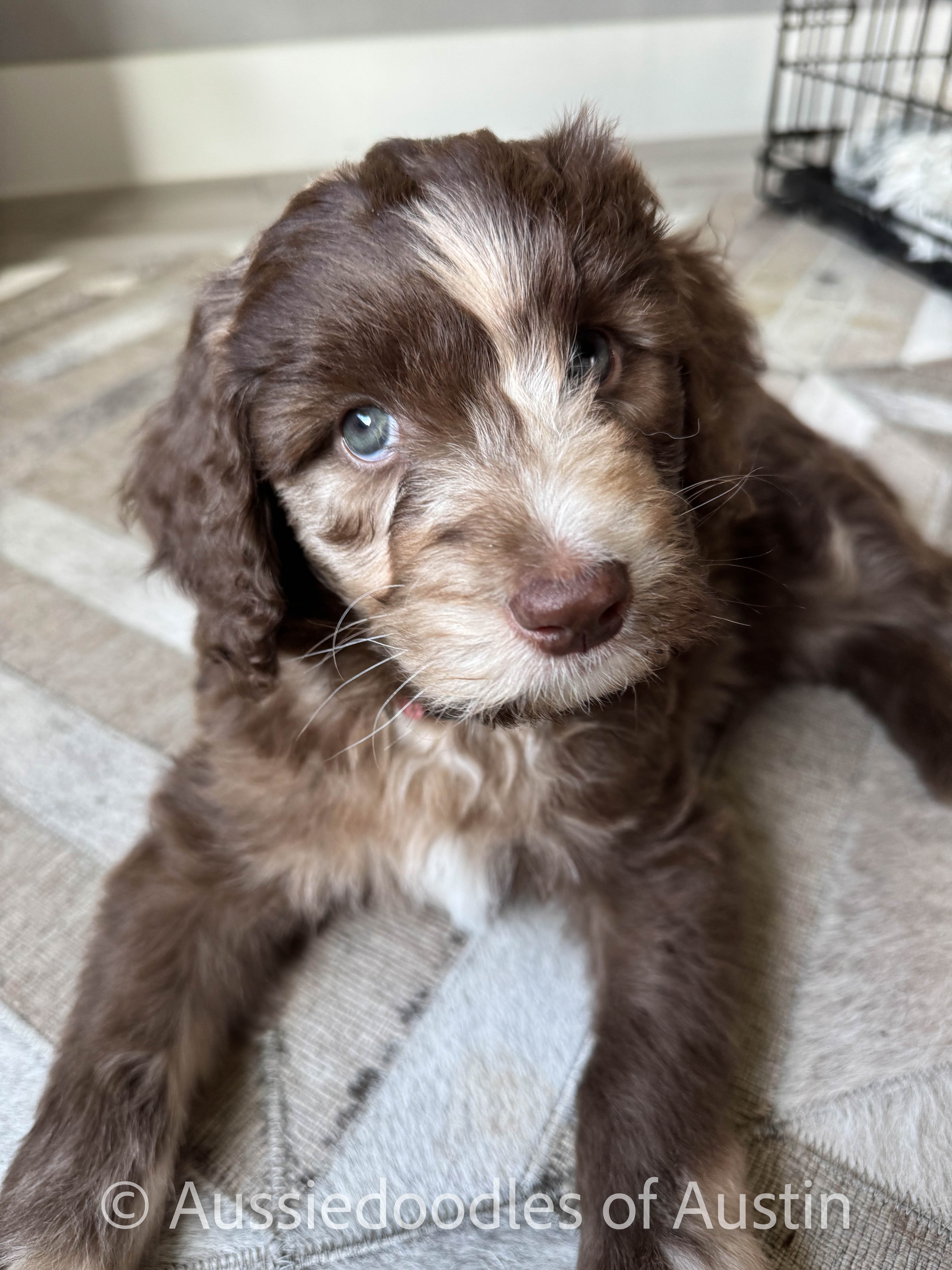 Aussiedoodle puppy outdoors from Aussiedoodles of Austin.