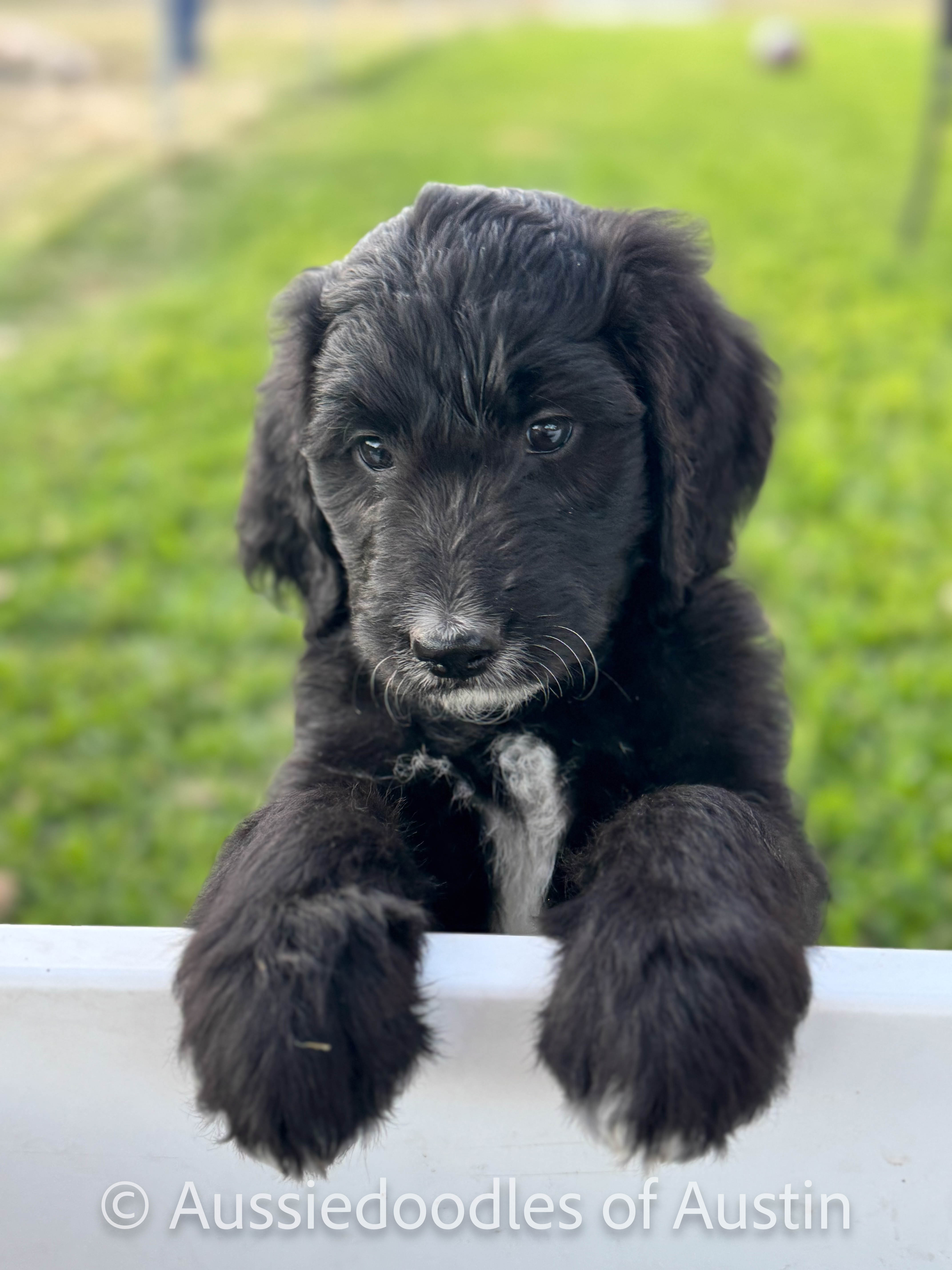 Black and white Aussiedoodle puppy from Aussiedoodles of Austin.