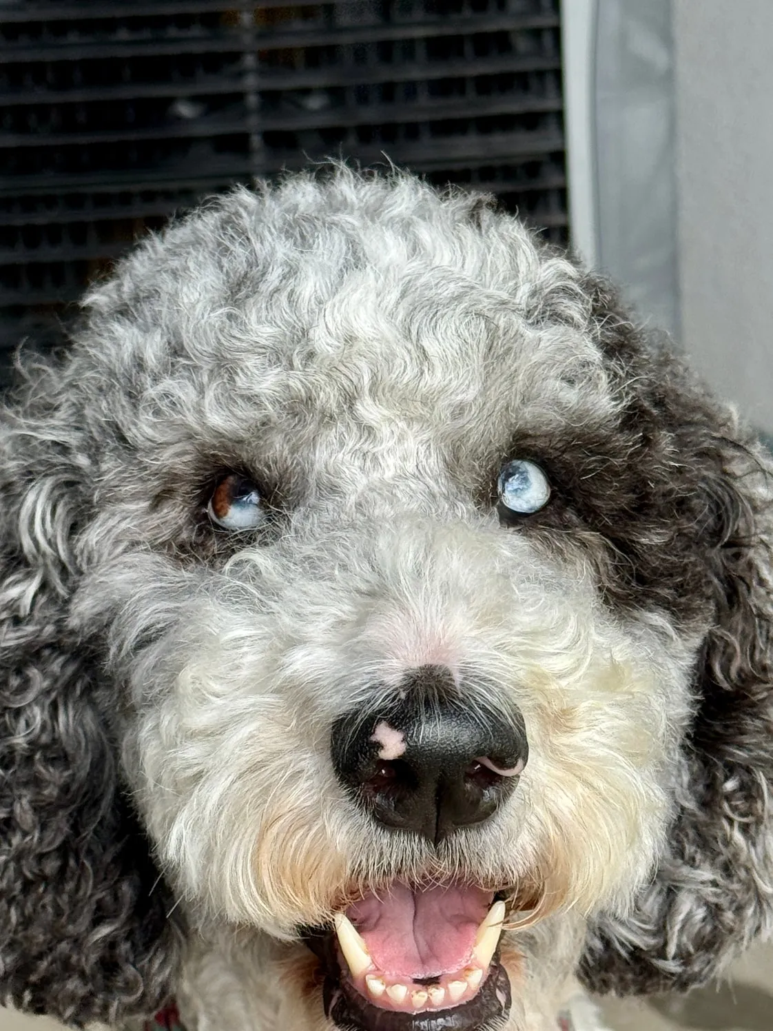 London, a blue merle Standard F1B Aussiedoodle dam